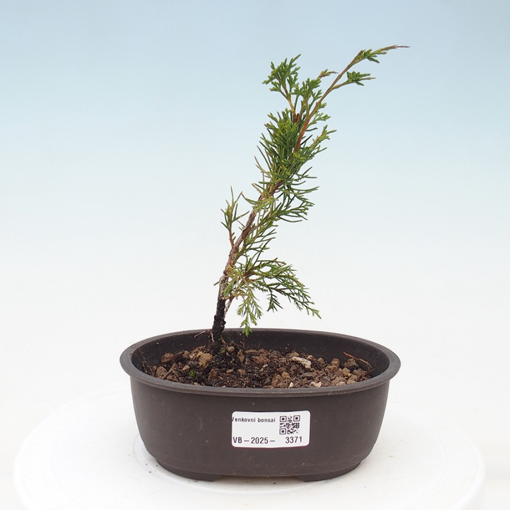 Outdoor bonsai - Juniperus chinensis Itoigawa - Chinese juniper