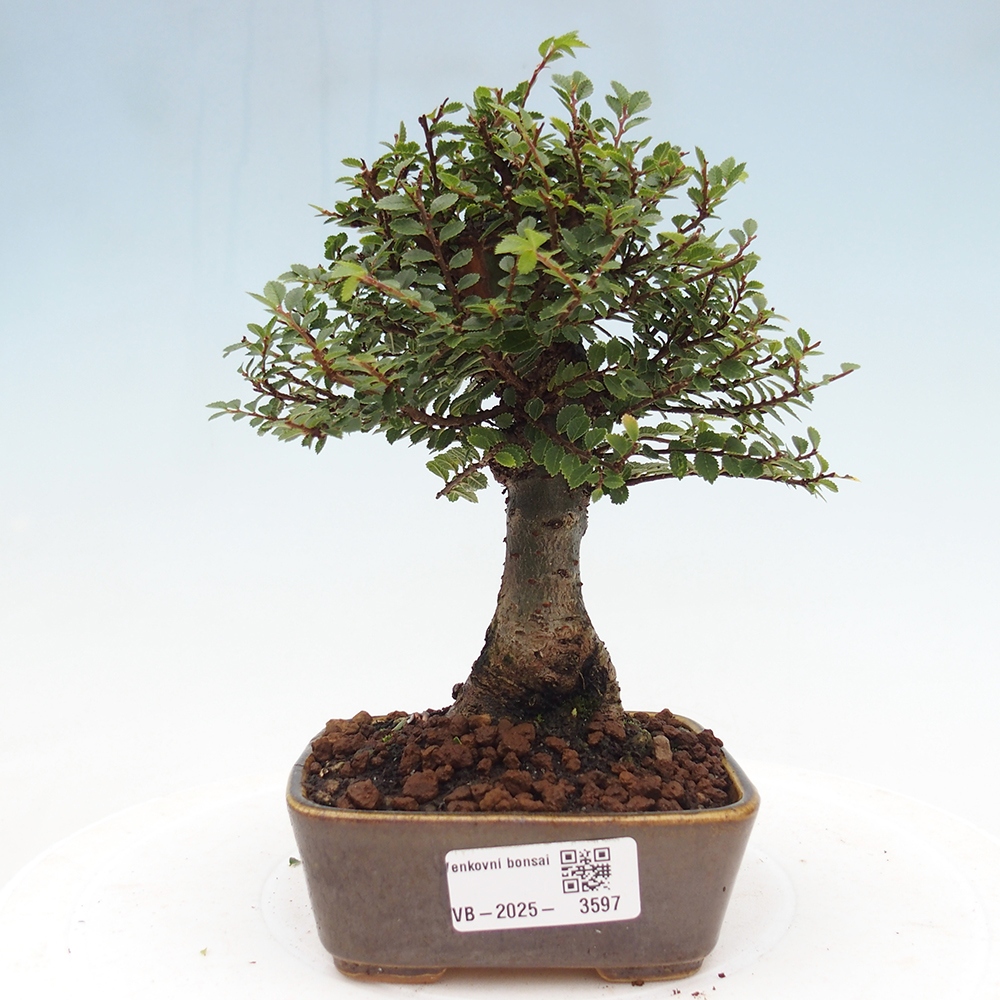 Outdoor bonsai - Ulmus parvifolia Hokkaido - Chinese elm