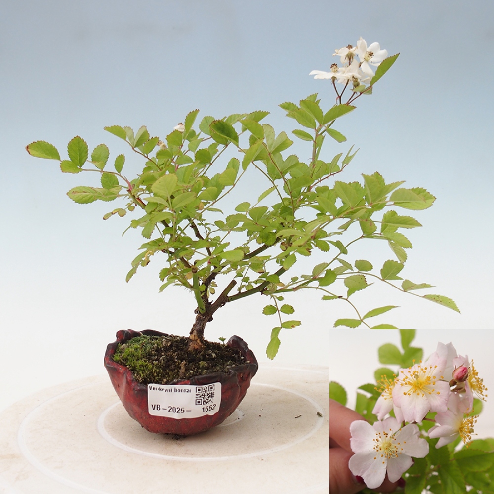 Outdoor bonsai - Rosa sp. - small-flowered rose