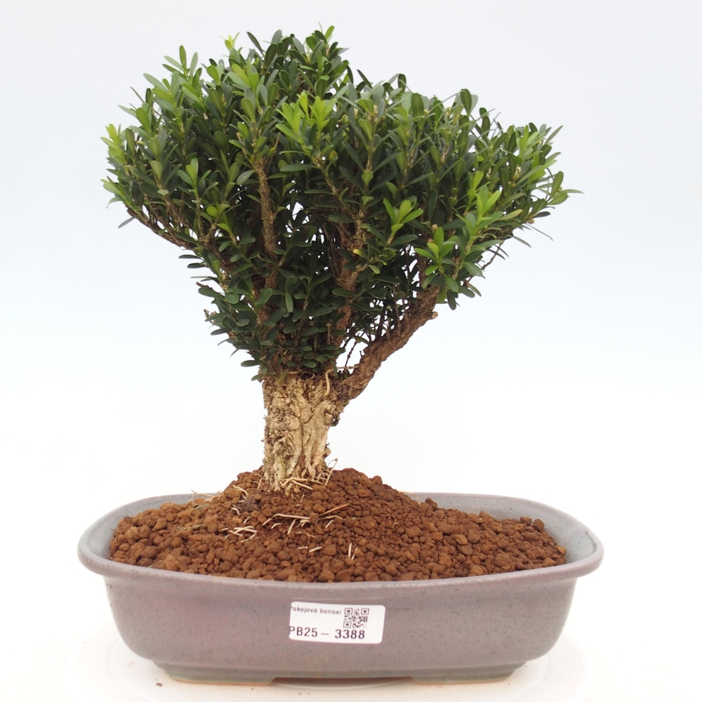 Room bonsai - Buxus harlandii - cork buxus