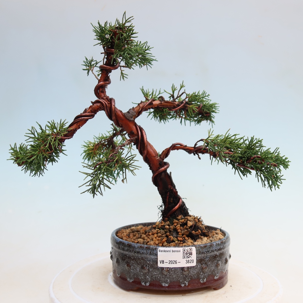Outdoor bonsai - Juniperus chinensis Kishu