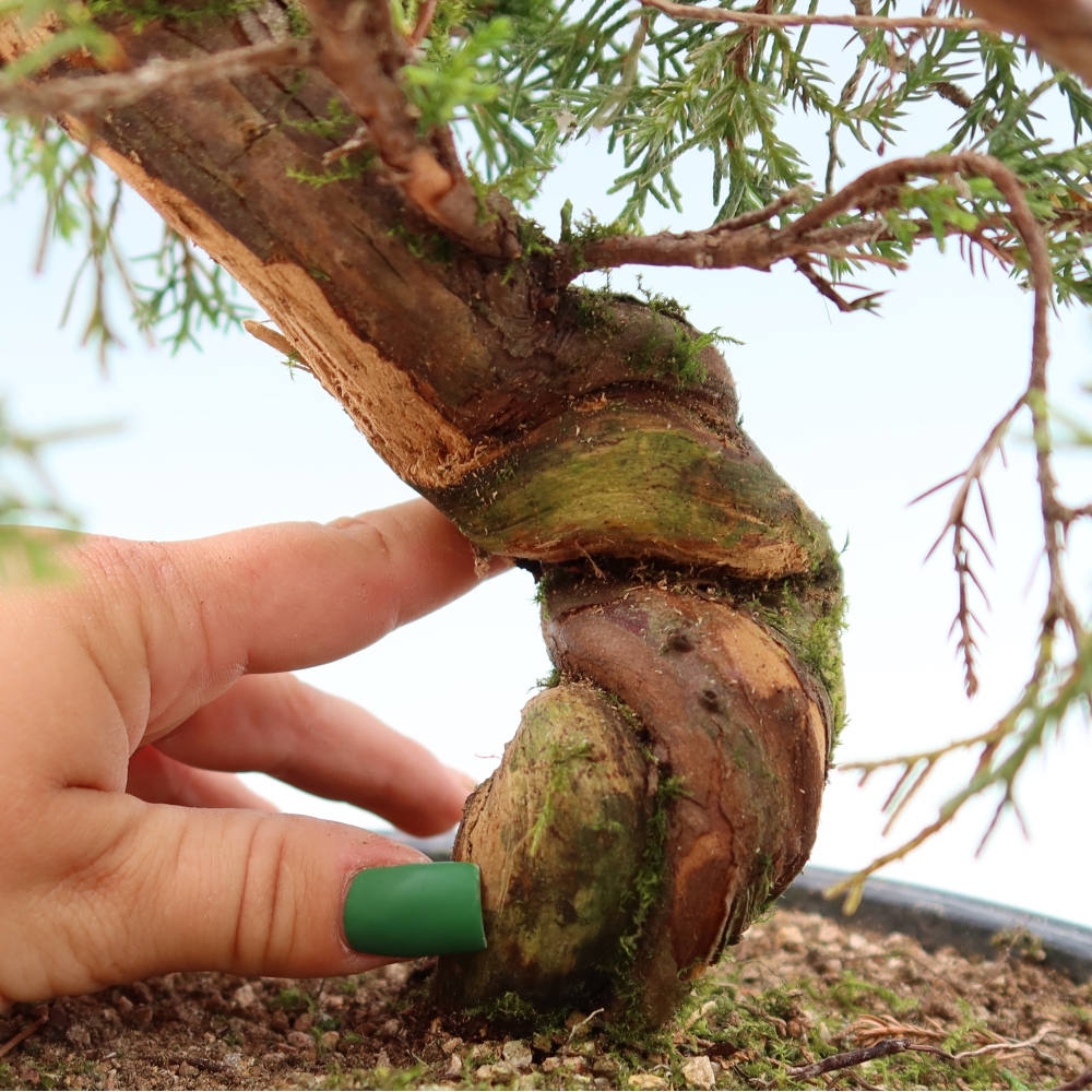 Outdoor Bonsai - Juniperus chinensis Itoigawa - Chinese Juniper