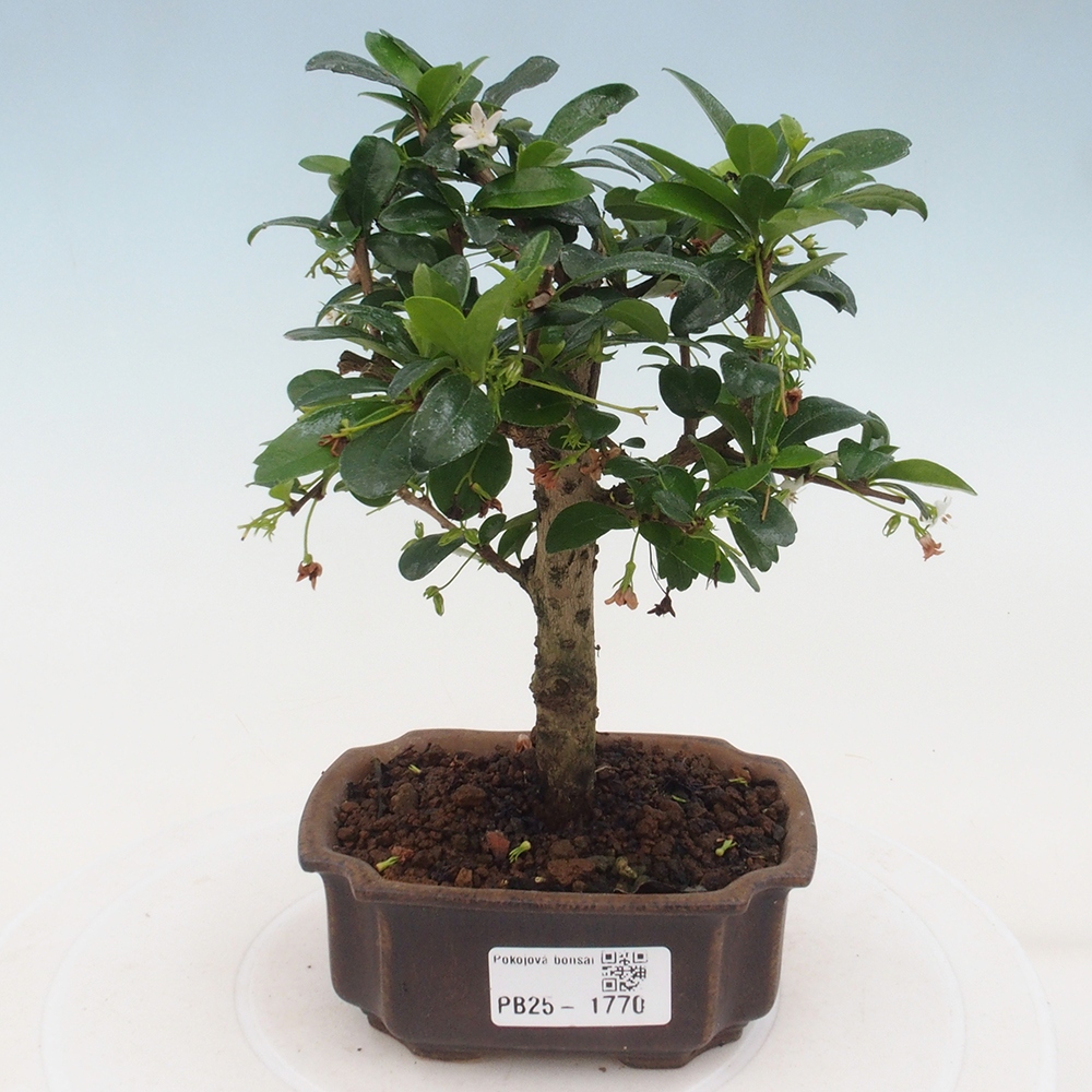 Indoor bonsai - Carmona macrophylla - Fuki tea