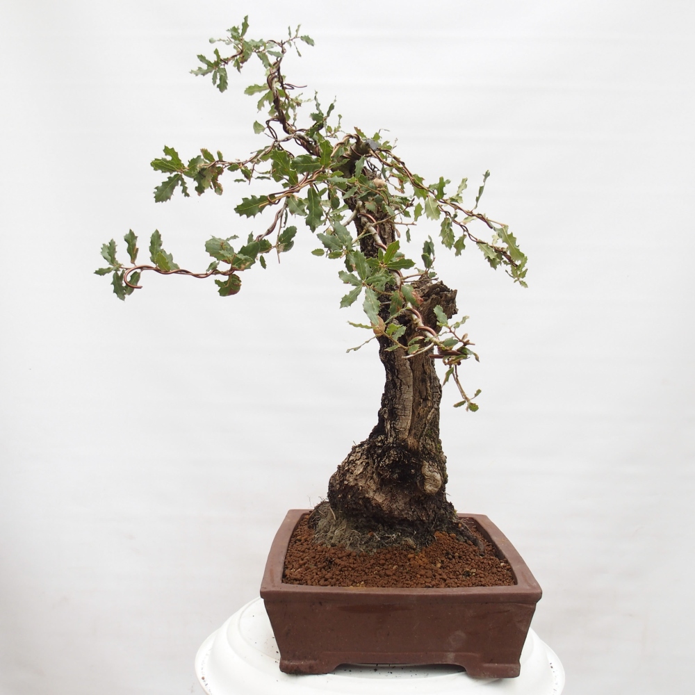 Yamadori - Quercus Ilex - Oak holly