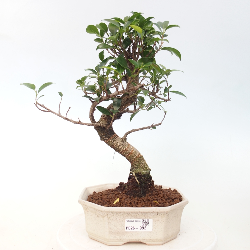 Room bonsai - Ficus retusa - small-leaved ficus