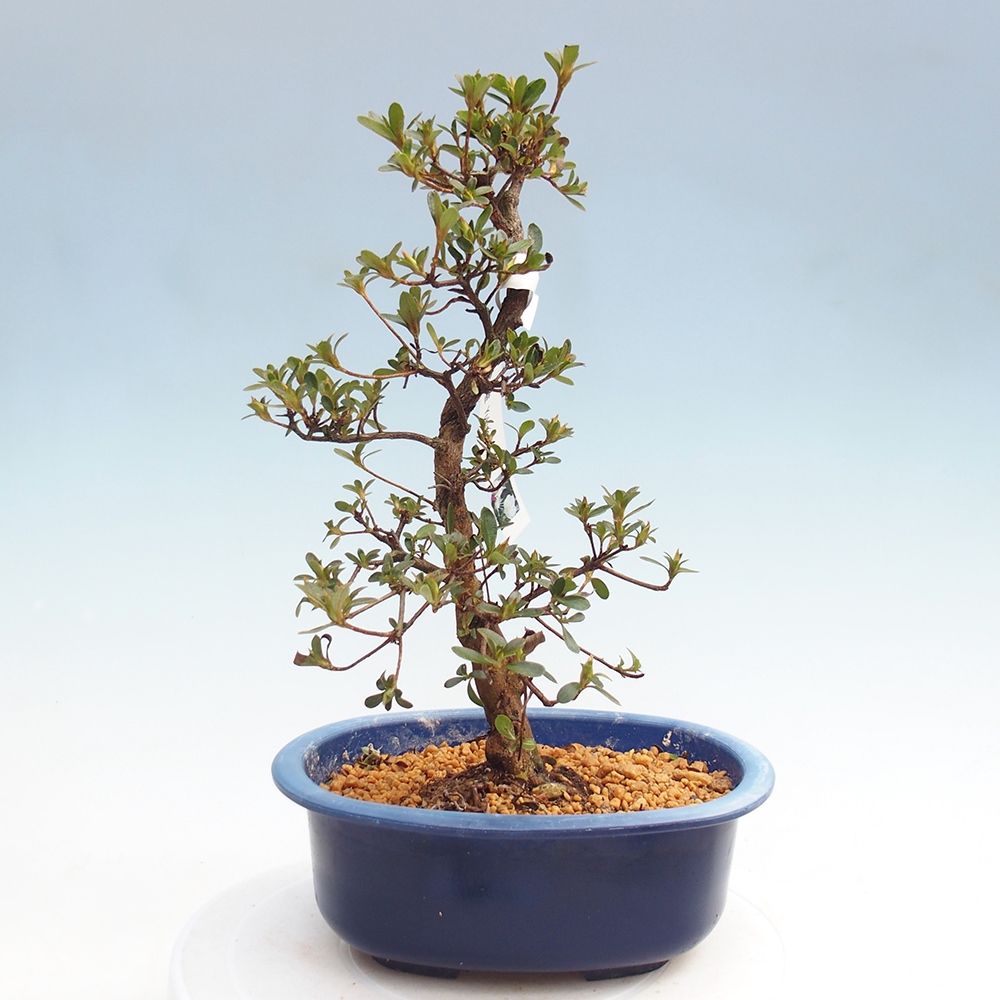 Outdoor bonsai - Japanese Azalea - Azalea Yukigesho