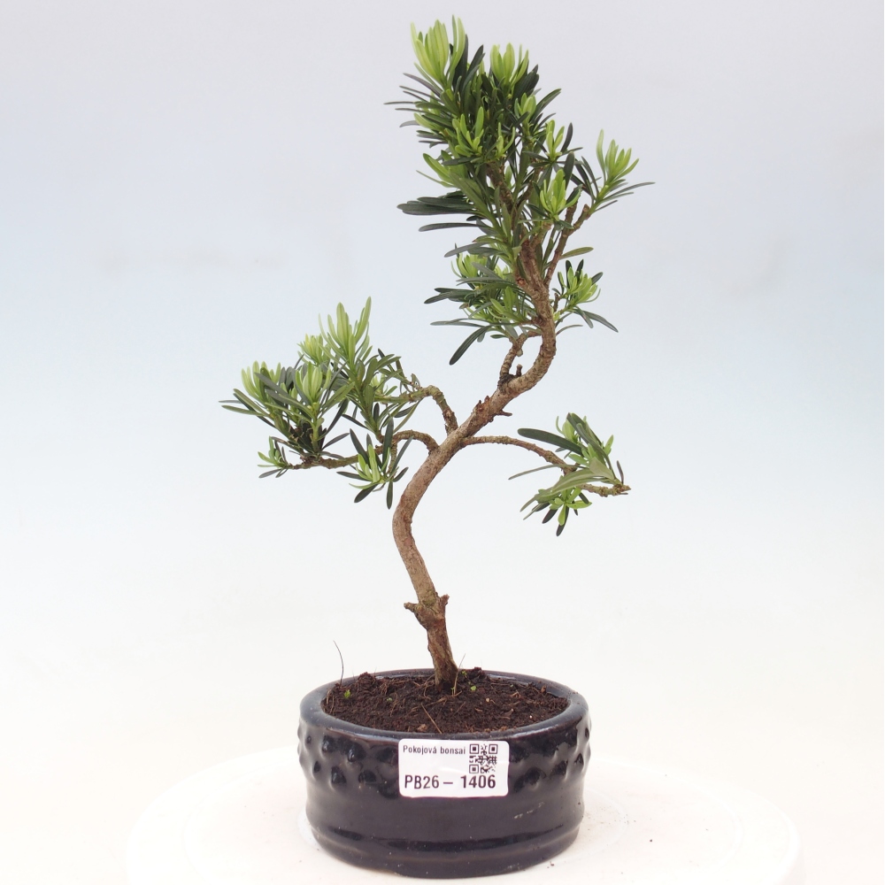 Room bonsai - Podocarpus - Stone Yew
