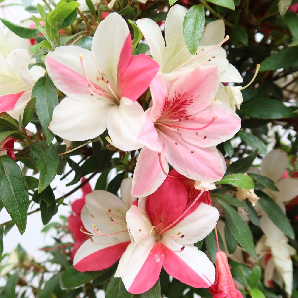 Outdoor bonsai - Japanese azalea - Azalea satsuki