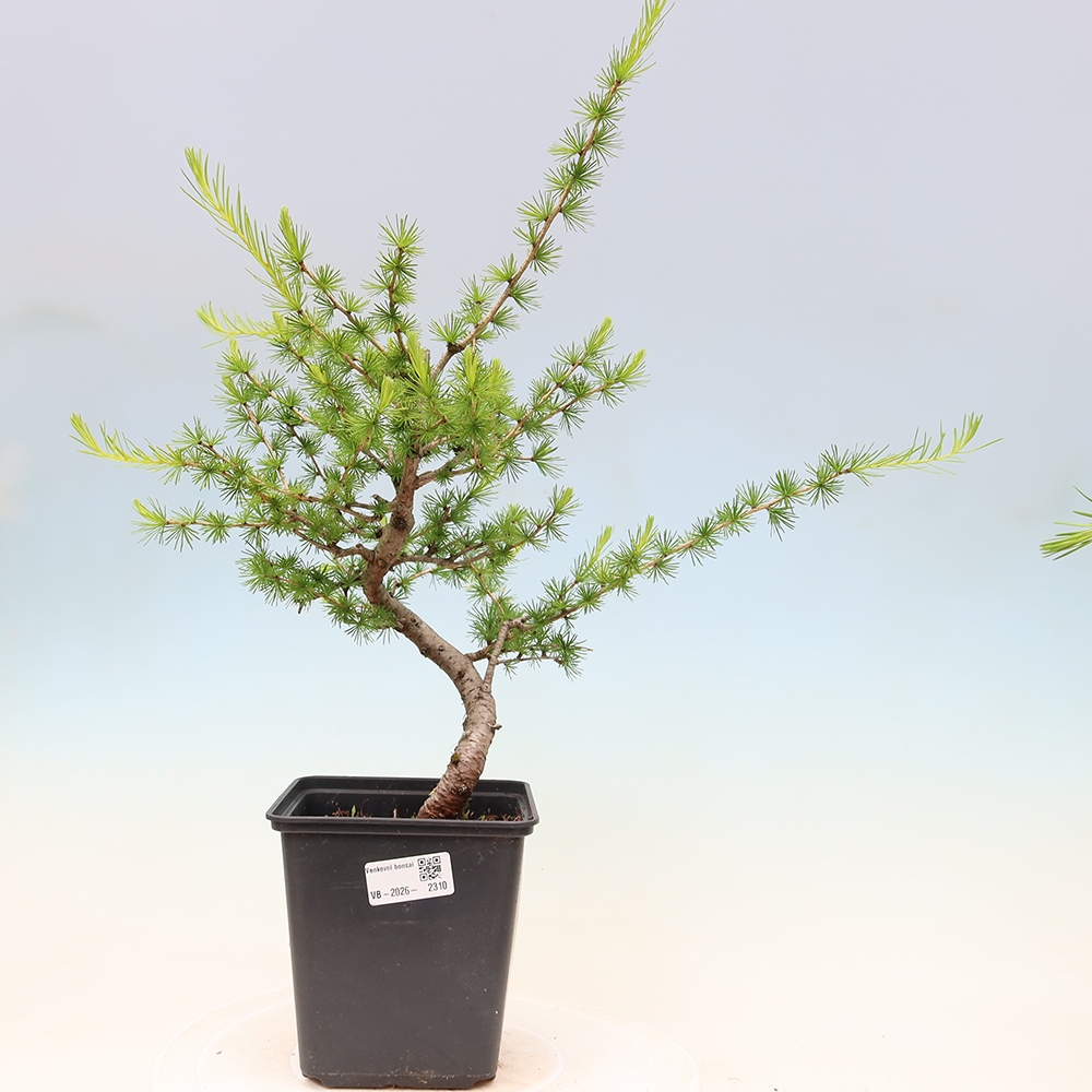 Outdoor bonsai -Larix decidua - Larch