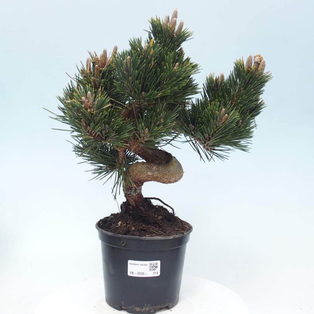 Outdoor bonsai - Pinus thunbergii senjyumaru - Thunberg pine