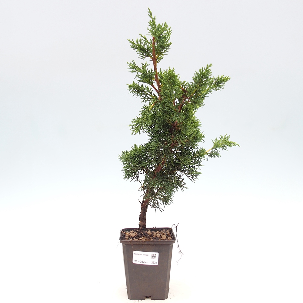 Outdoor bonsai - Juniperus chinensis Kishu - Chinese juniper