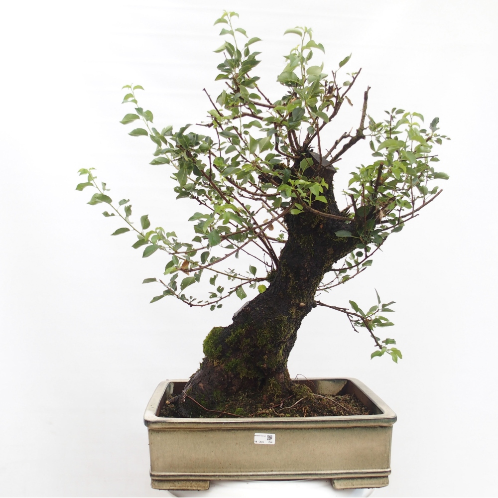 Outdoor bonsai - Mahalebka - Prunus mahaleb