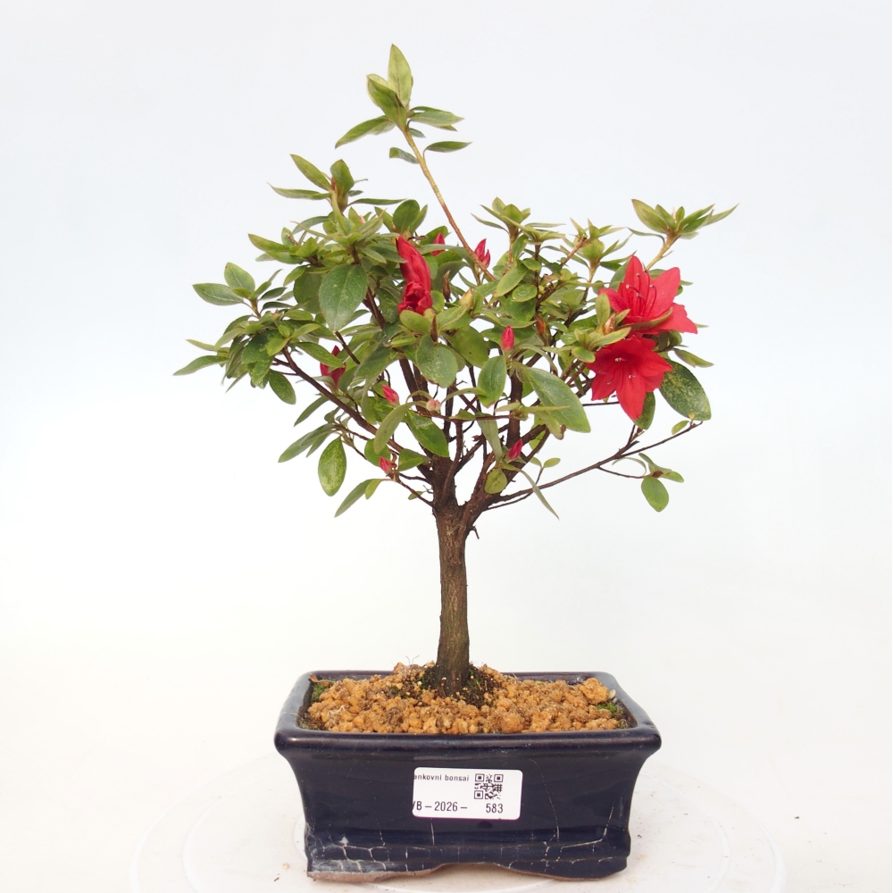 Outdoor bonsai - Japanese azalea - Azalea sp.
