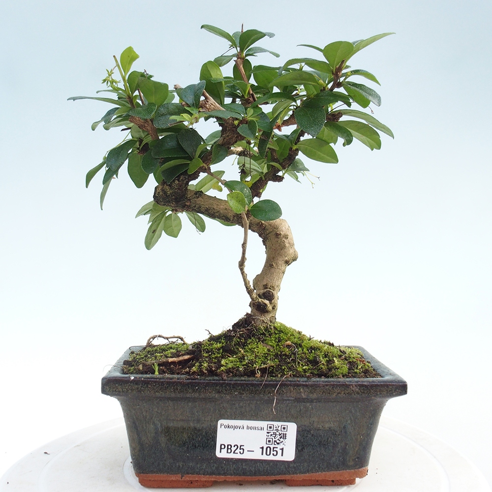 Indoor bonsai - Carmona macrophylla - Fuki tea