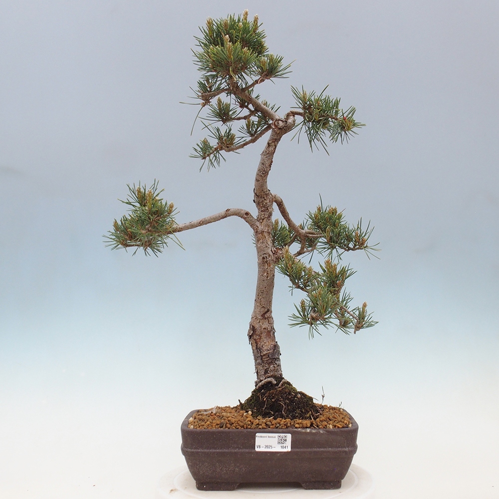 Outdoor bonsai - Pinus Sylvestris - Scots pine