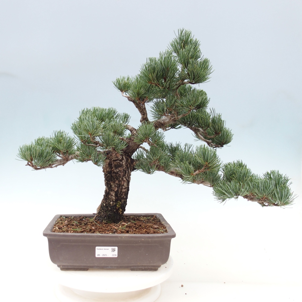 Outdoor bonsai - Pinus parviflora - Small pine tree