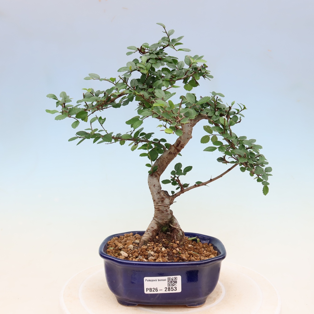 Room bonsai - Ulmus parvifolia - Small-leaved elm