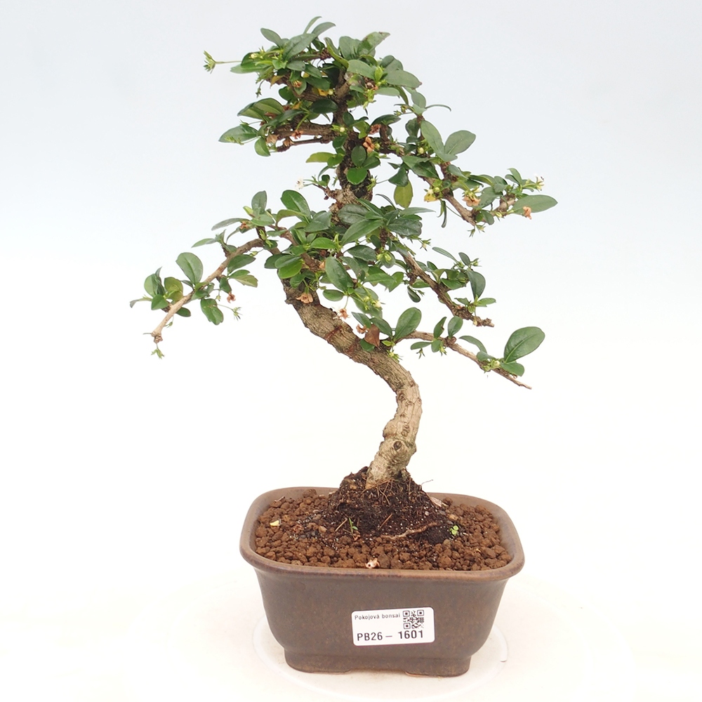 Room bonsai - Carmona macrophylla - Tea fuki