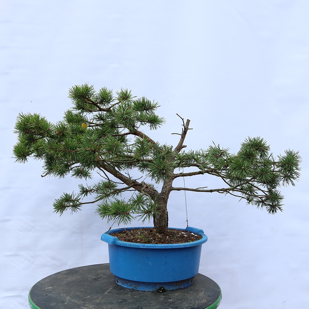 Pinus sylvestris Spain - Scots pine