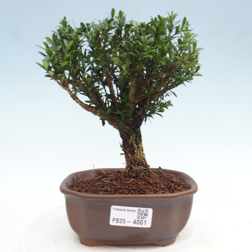 Room bonsai - Buxus harlandii - cork buxus