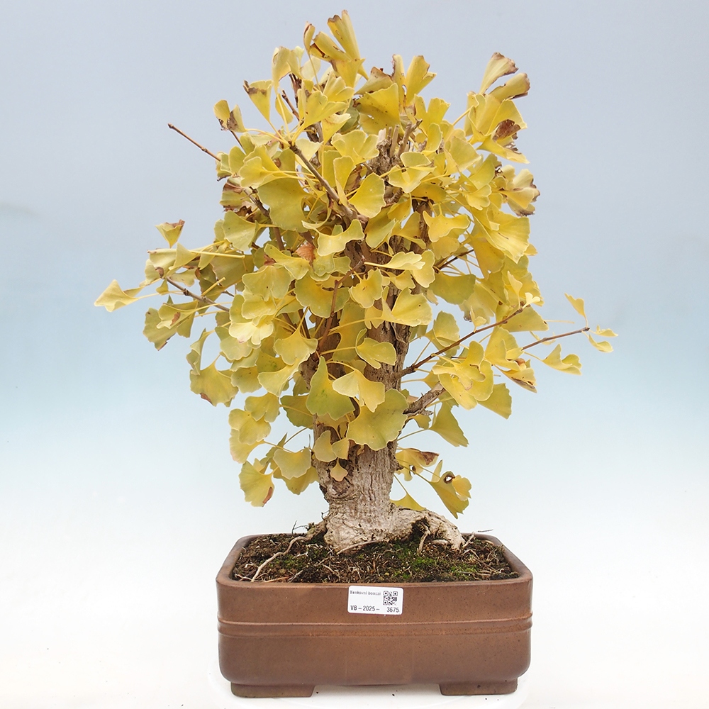 Outdoor bonsai - Ginkgo biloba