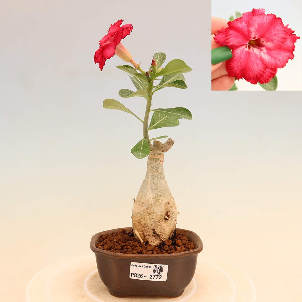 Indoor Bonsai - Adenium obesum, grafted V.F.S.326  - Desert Rose
