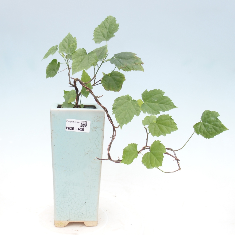 Indoor bonsai - Abutilon Big Bell - Cloudberry