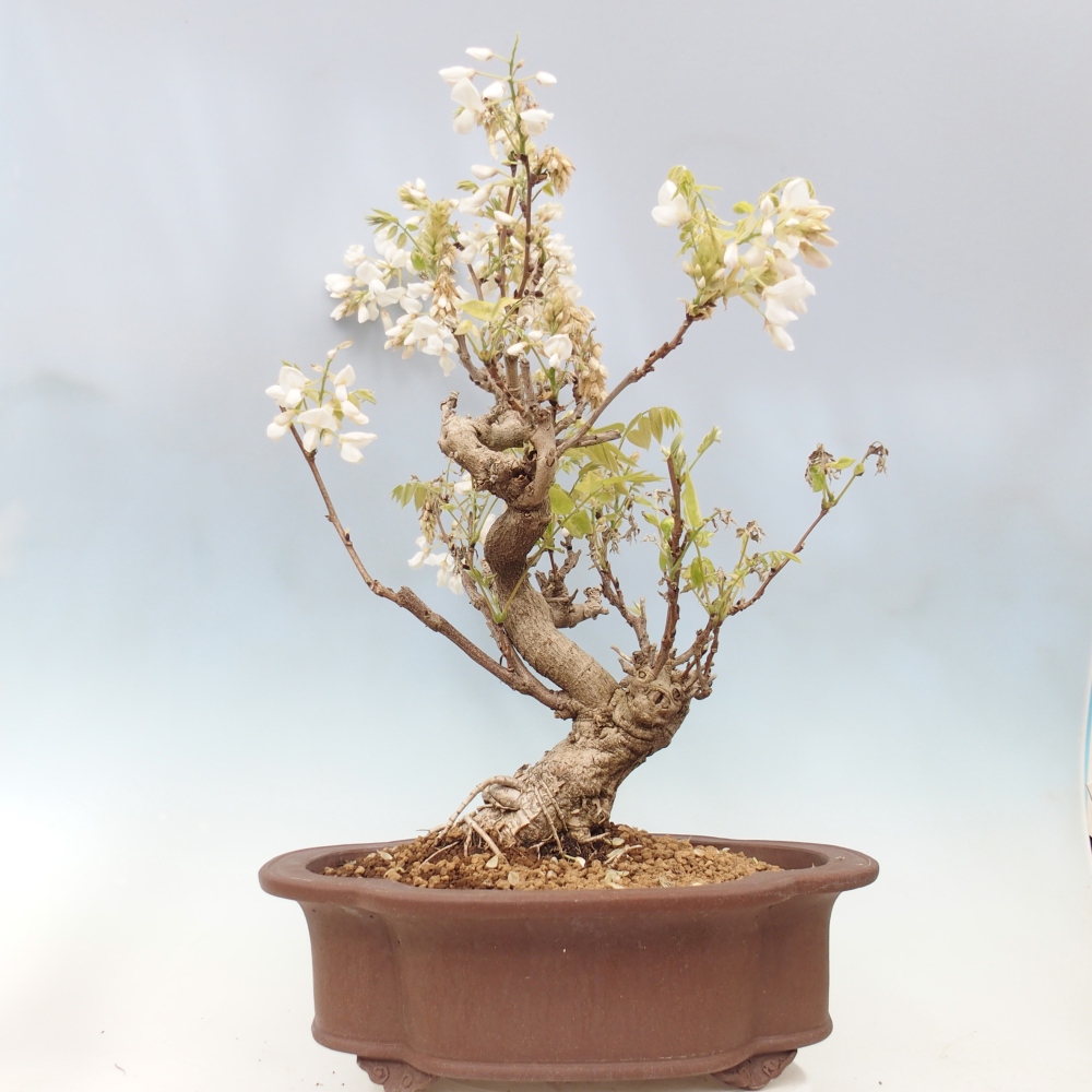 Outdoor bonsai - Vistaria - Wisteria