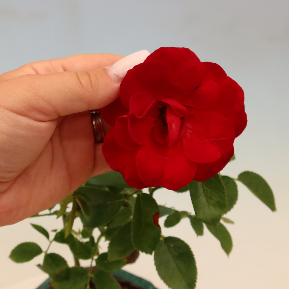 Outdoor Bonsai - Rosa Kordes - Rose