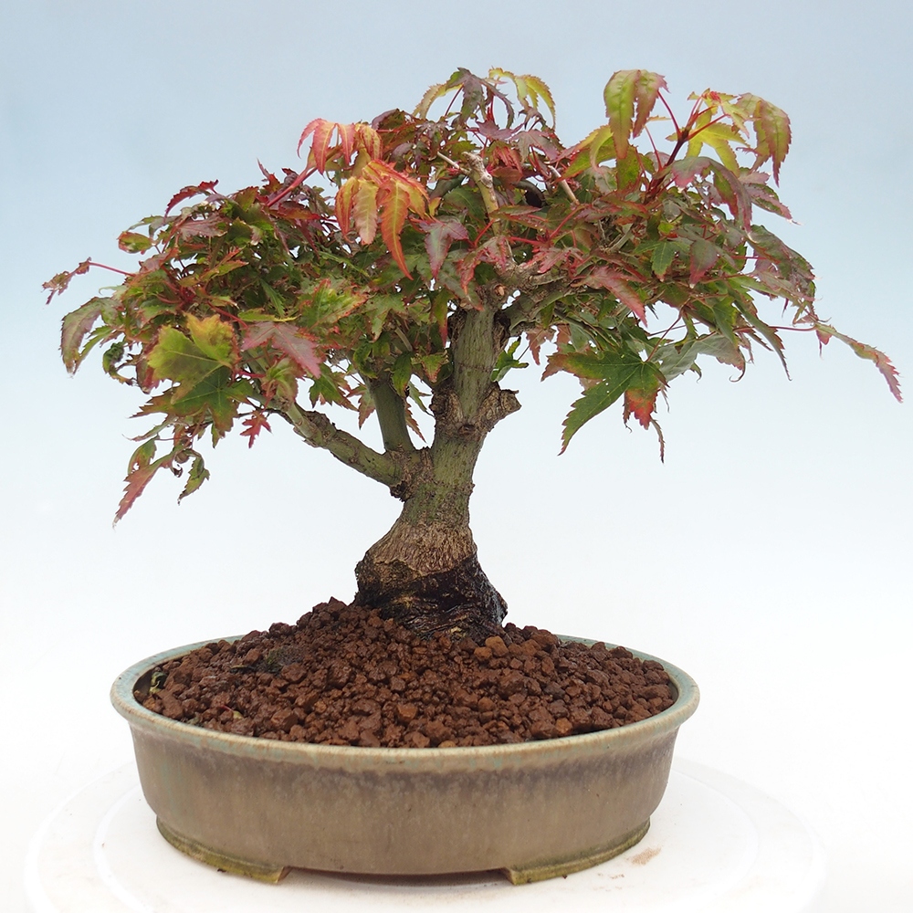 Acer palmatum KIOHIME - Palmetto maple