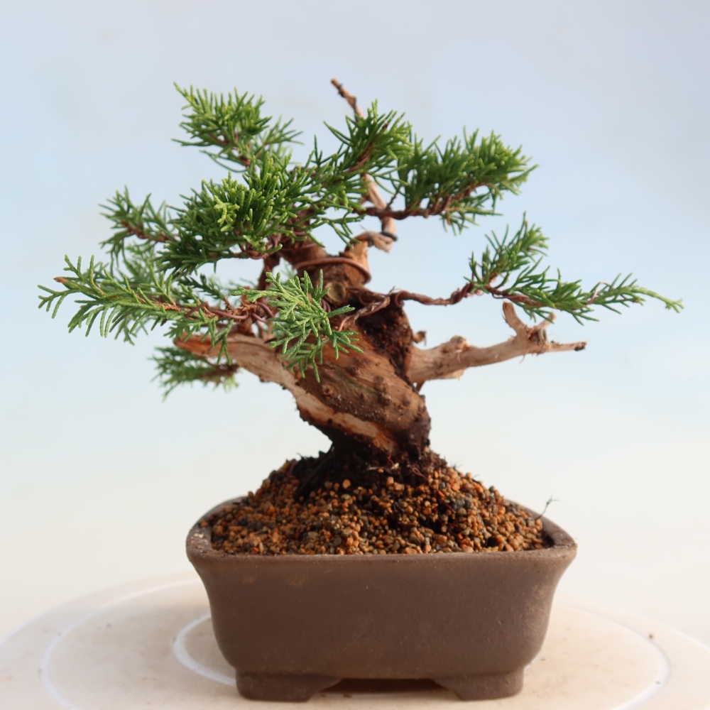 Outdoor bonsai - Juniperus chinensis Itoigawa - Chinese juniper