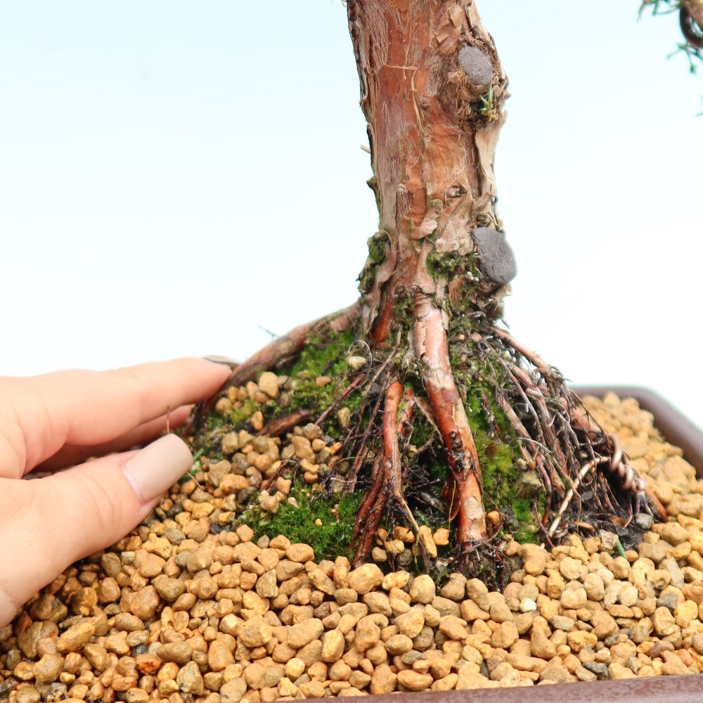 Outdoor bonsai - Juniperus chinensis Kishu