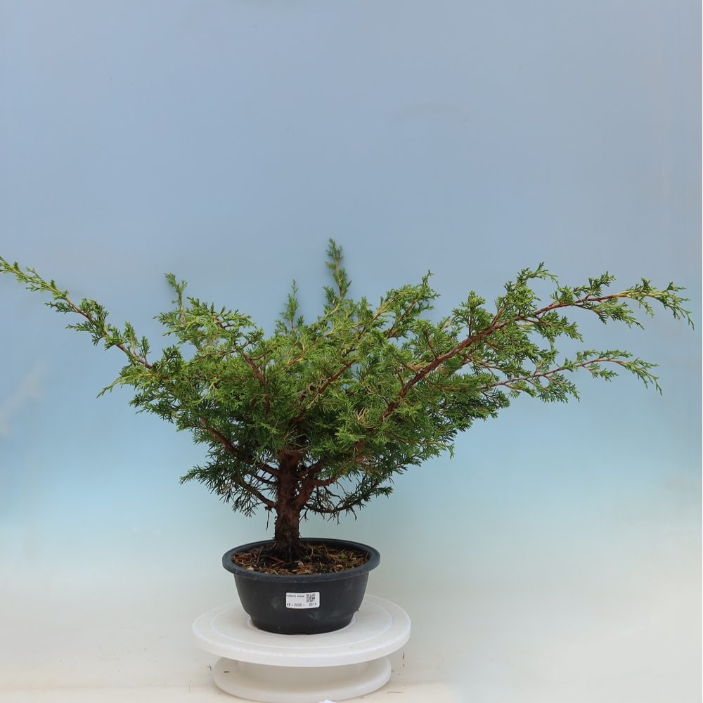 Outdoor bonsai - Juniperus chinensis Itoigawa