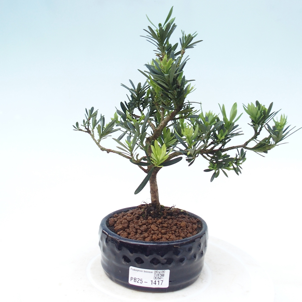 Indoor bonsai - Podocarpus - Stone thous