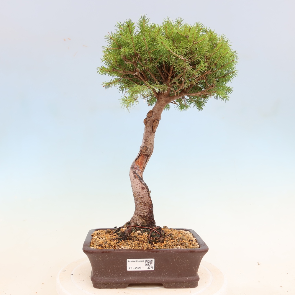 Outdoor bonsai - Spruce - Picea glauca globe