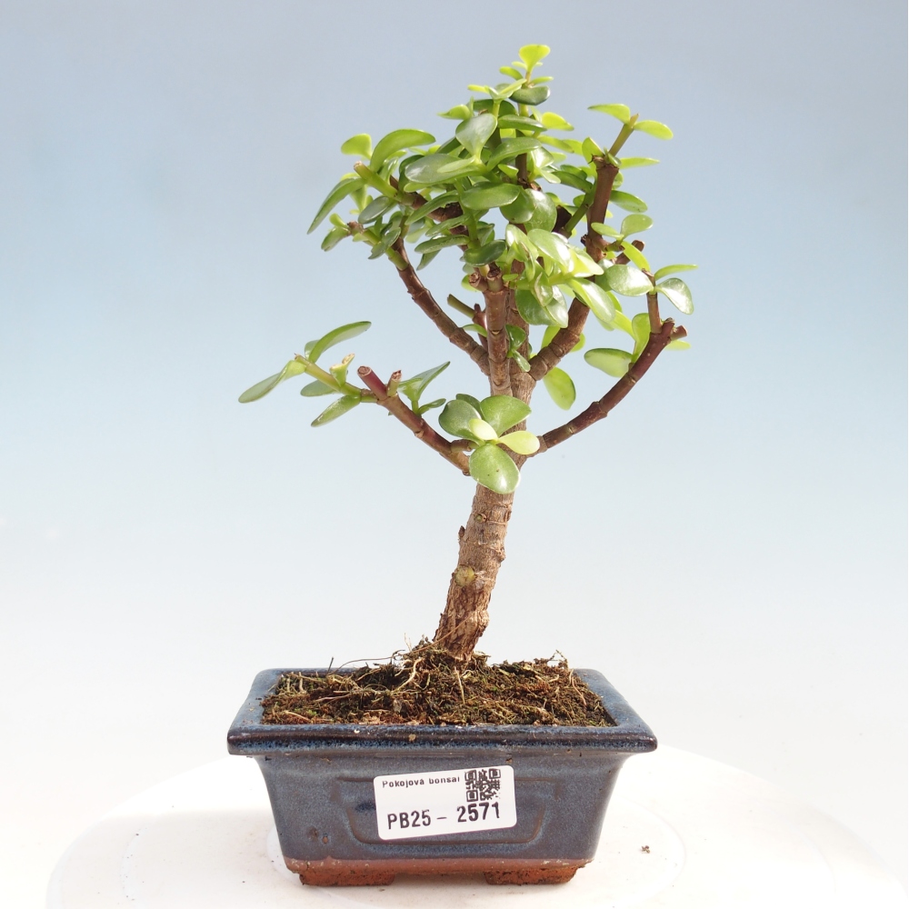 Indoor bonsai - Portulakaria Afra - Tlustice