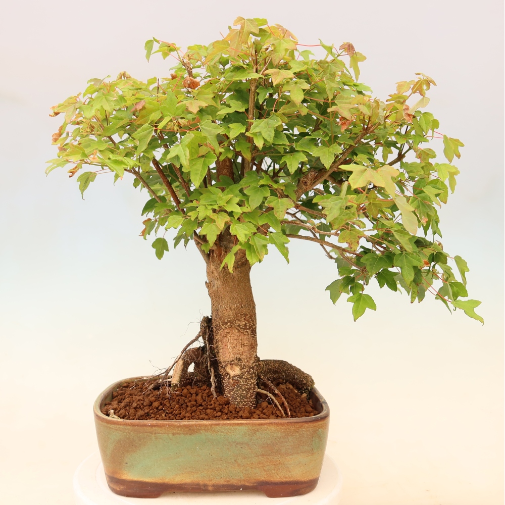 Outdoor bonsai - Maple Burger - Acer Burgerianum