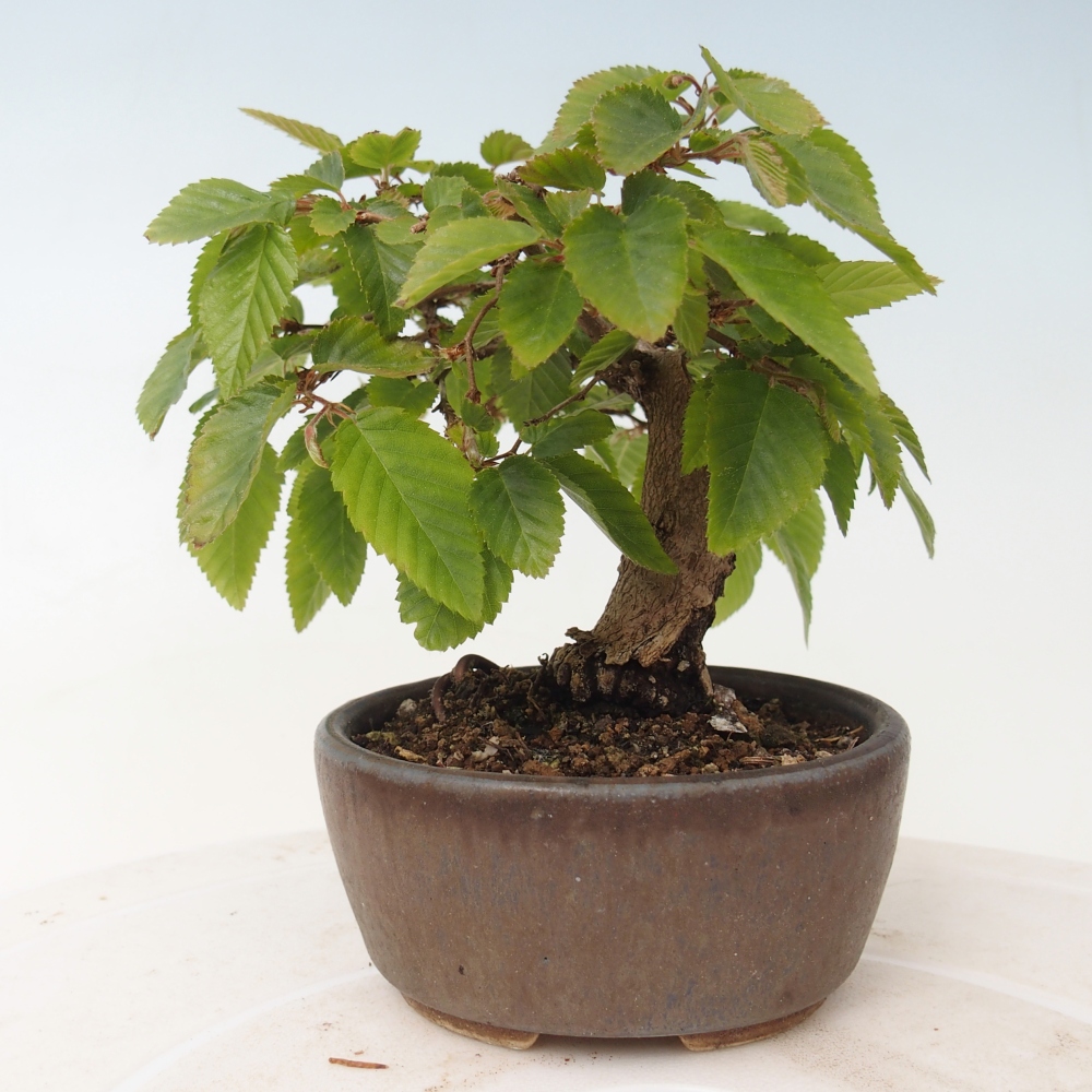 Outdoor bonsai -Carpinus CARPINOIDES - Korean Hornbeam