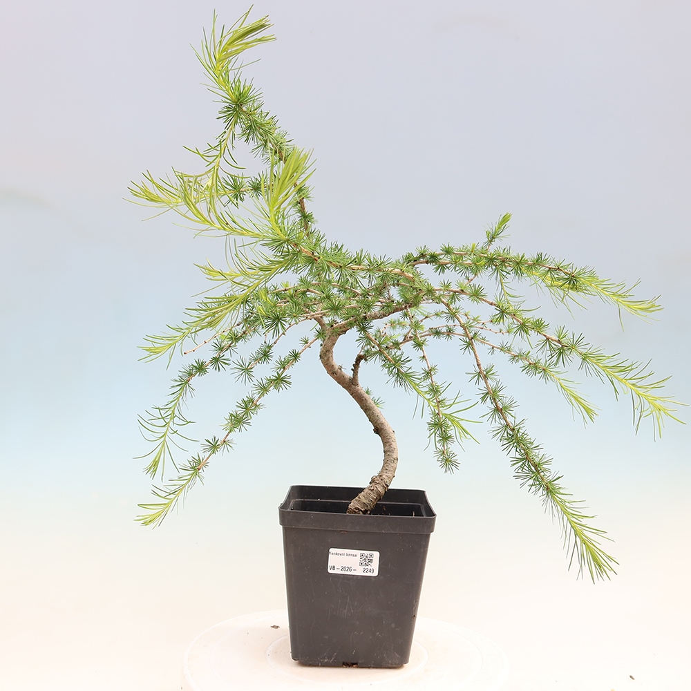 Outdoor bonsai -Larix decidua - Larch