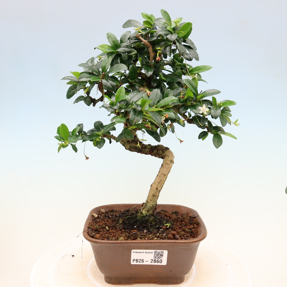 Room bonsai - Carmona macrophylla - Tea fuki