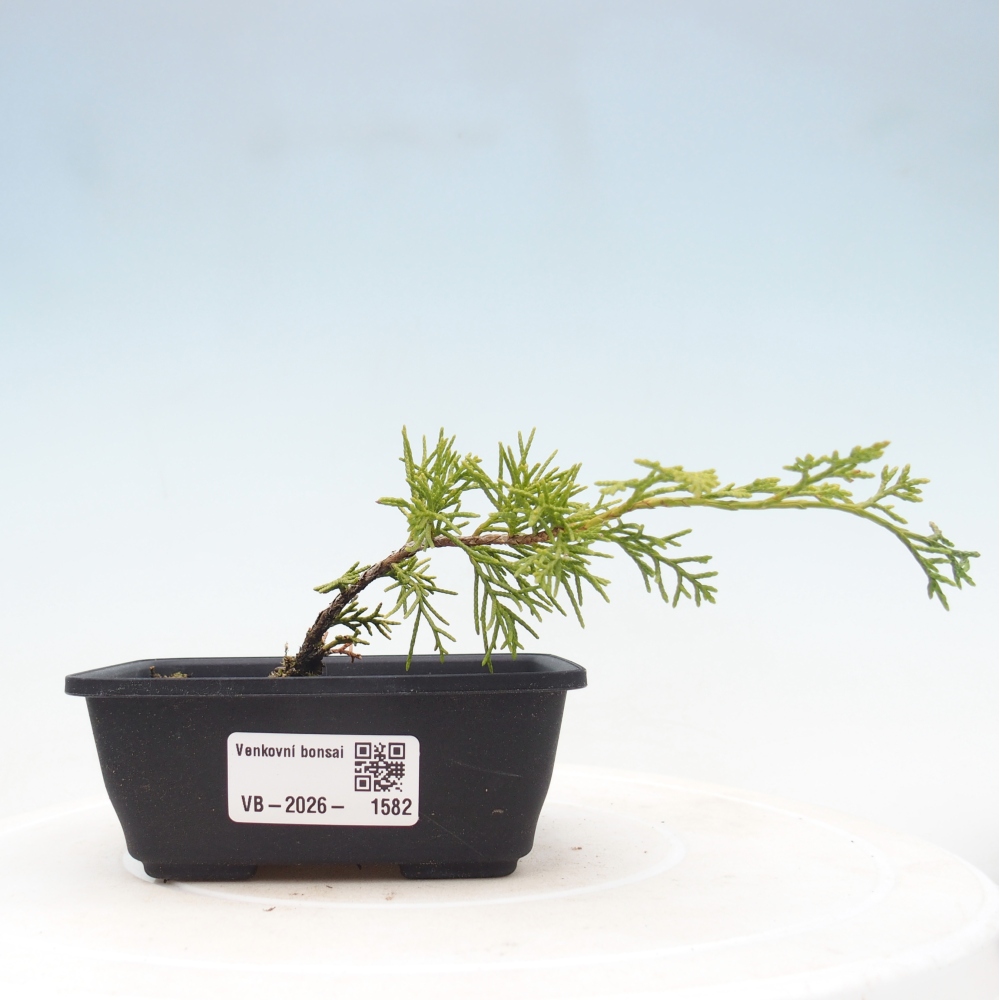 Outdoor bonsai - Juniperus chinensis Itoigawa