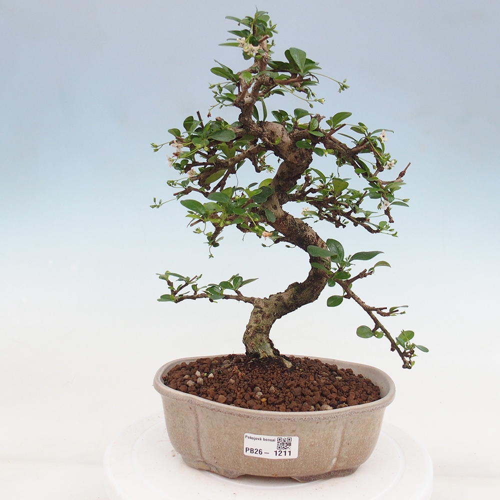 Room bonsai - Carmona macrophylla - Tea fuki