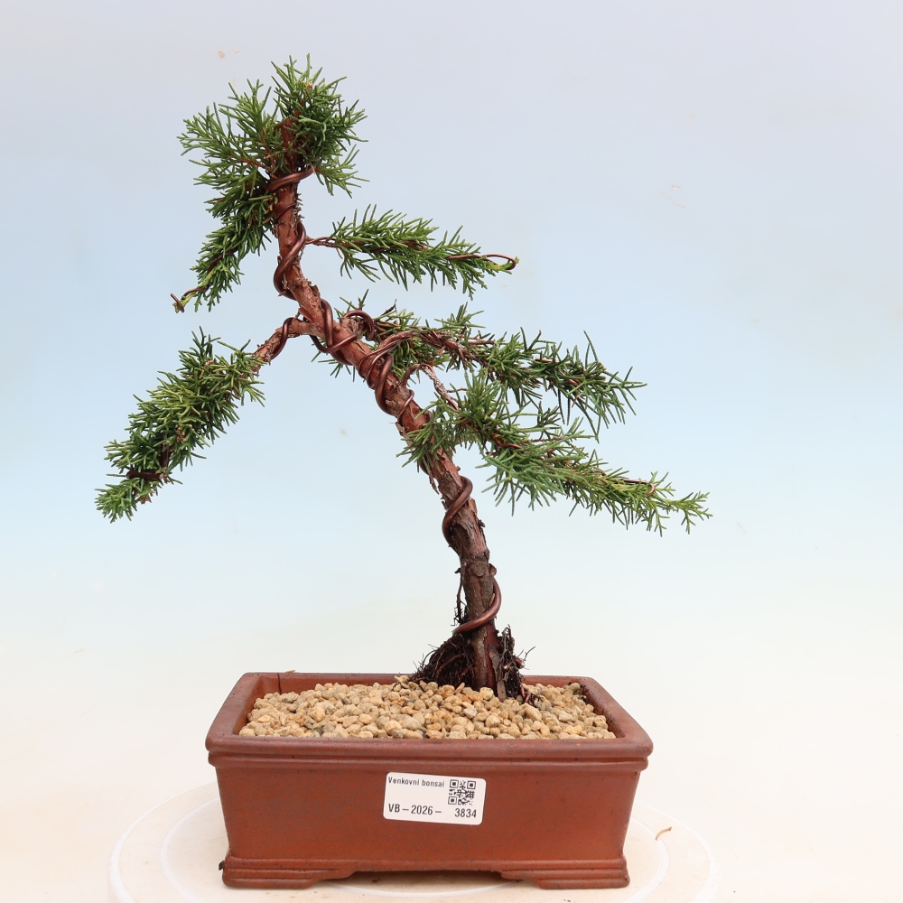 Outdoor bonsai - Juniperus chinensis Kishu