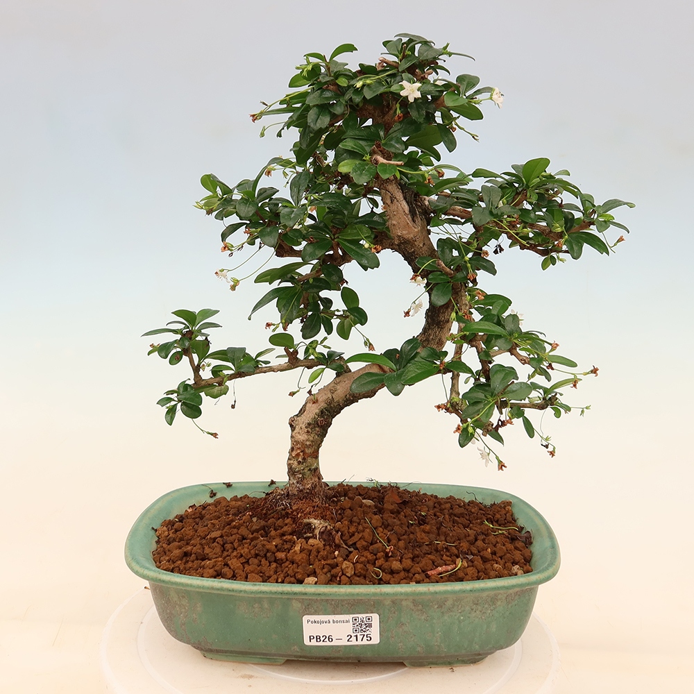 Room bonsai - Carmona macrophylla - Tea fuki