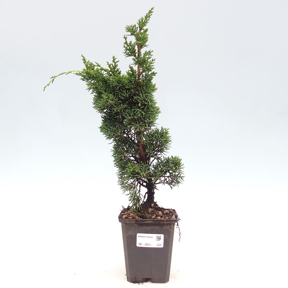 Outdoor bonsai - Juniperus chinensis Kishu - Chinese juniper