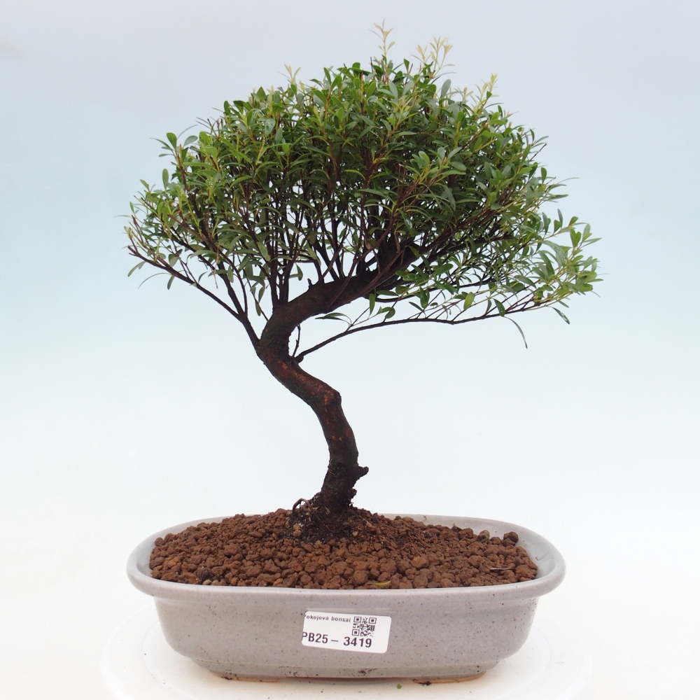 Room bonsai - Syzygium - Pimento