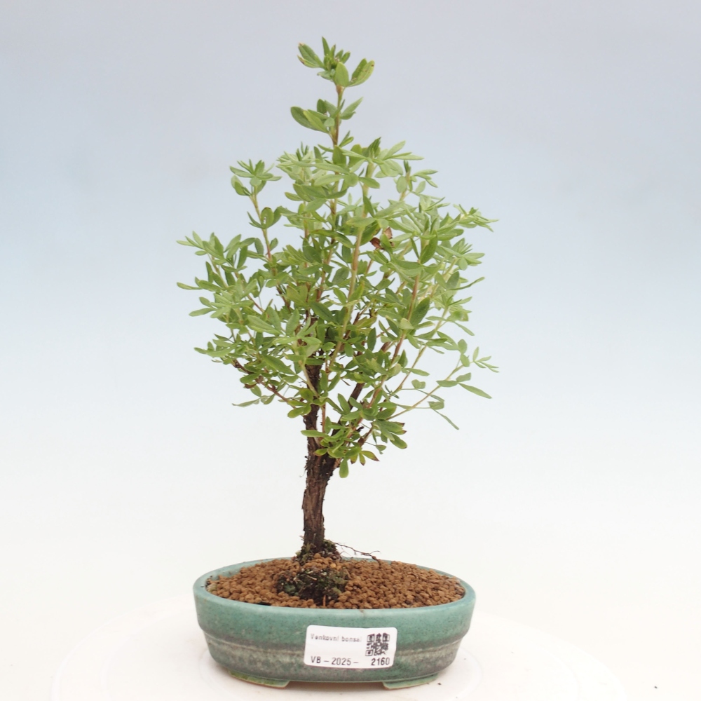 Outdoor bonsai-Cinquefoil - Potentila fruticosa yellow Bird