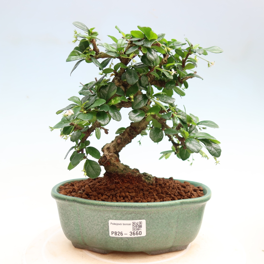 Room bonsai - Carmona macrophylla - Tea fuki