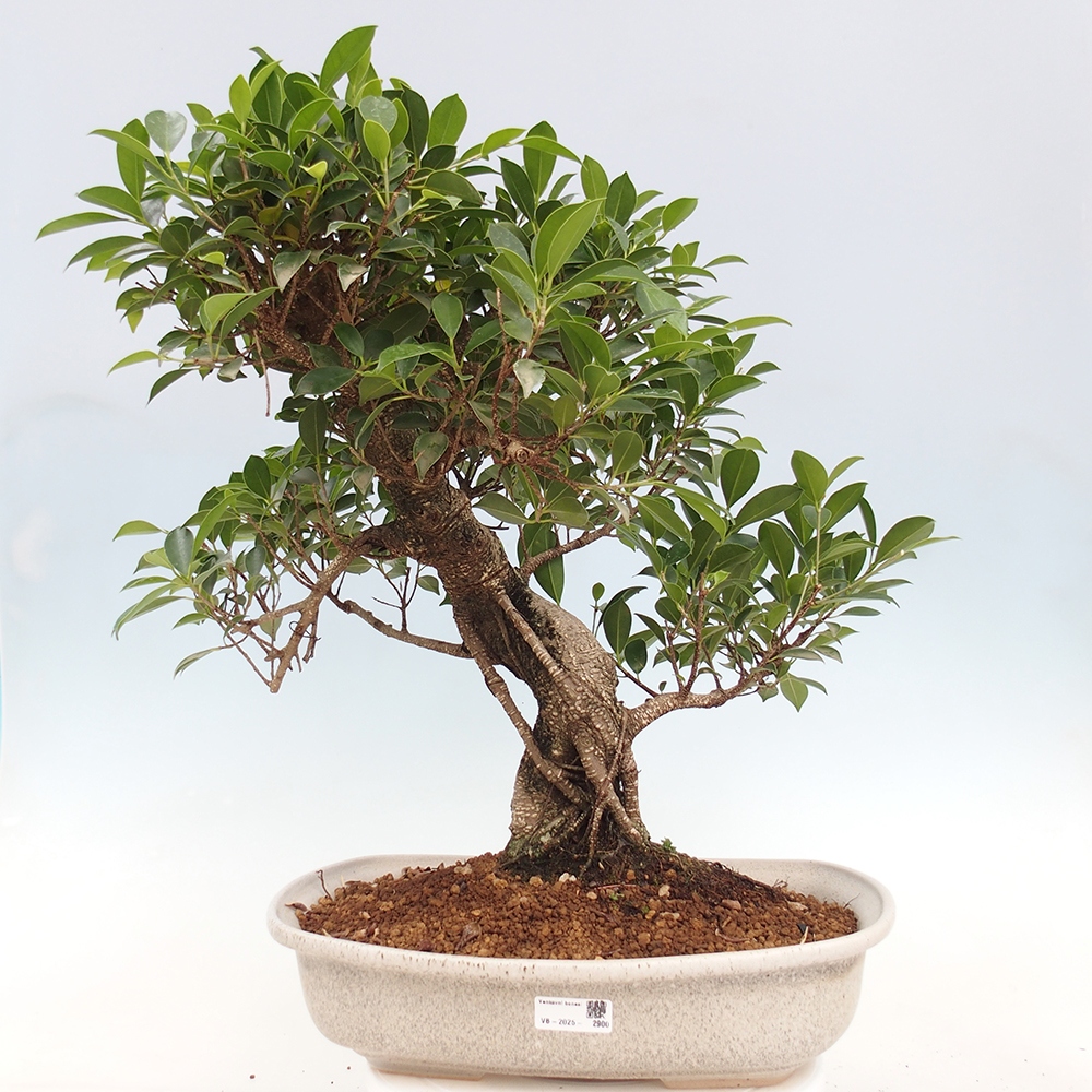 Room bonsai - Ficus kimmen - small-leaved ficus - PERSONAL COLLECTION ONLY or pallet transport