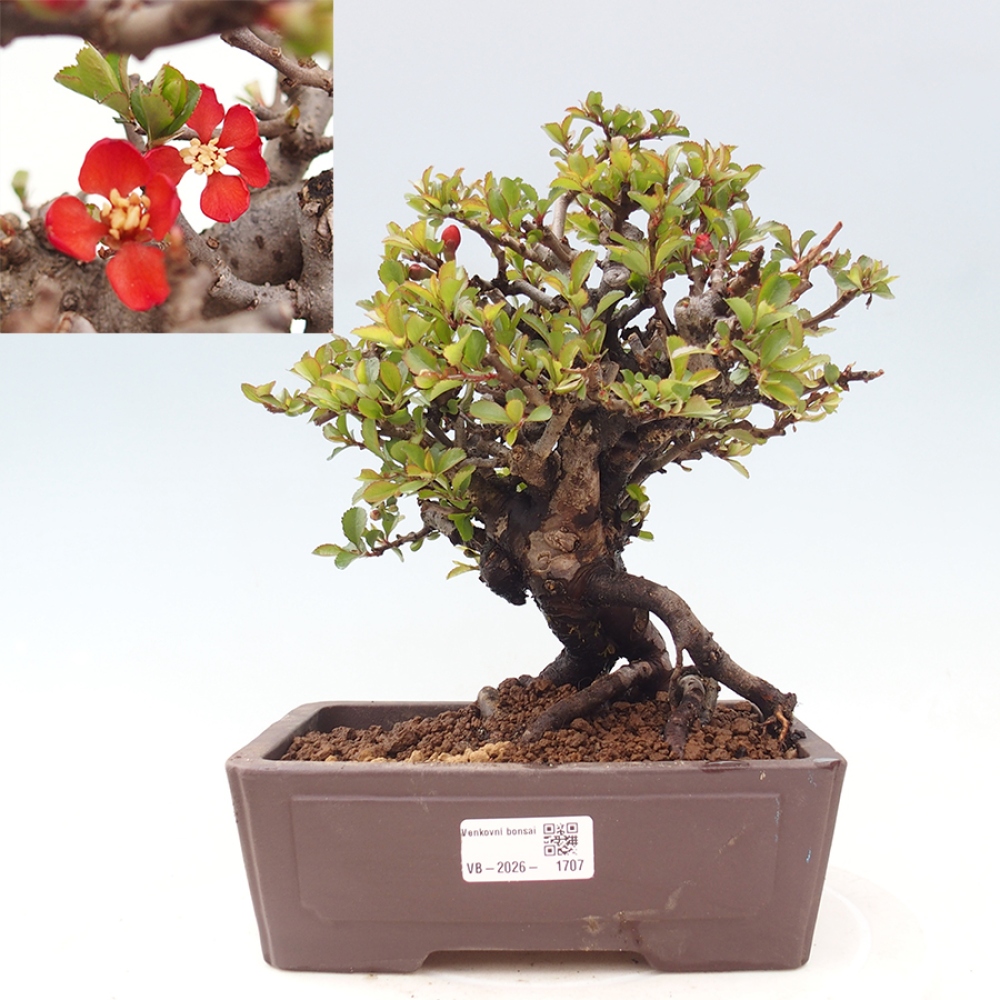 Outdoor bonsai - Chaneomeles speciosa - Quince